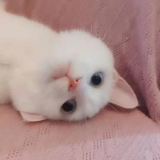 Sari's story